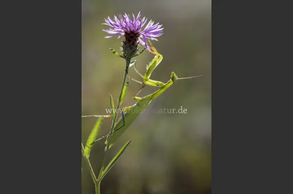 Fokus-Natur Bild