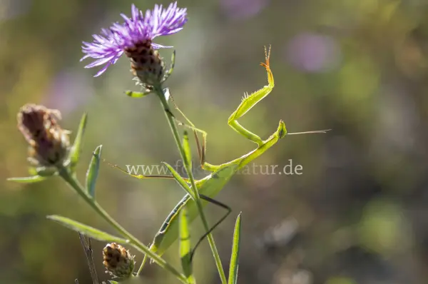 Fokus-Natur Bild