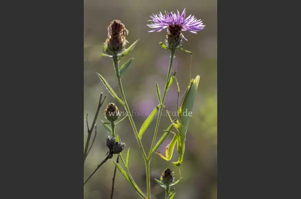 Fokus-Natur Bild