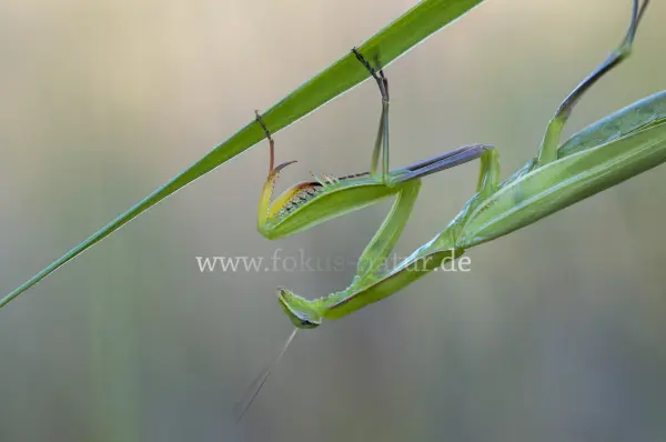 Fokus-Natur Bild