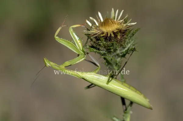Fokus-Natur Bild