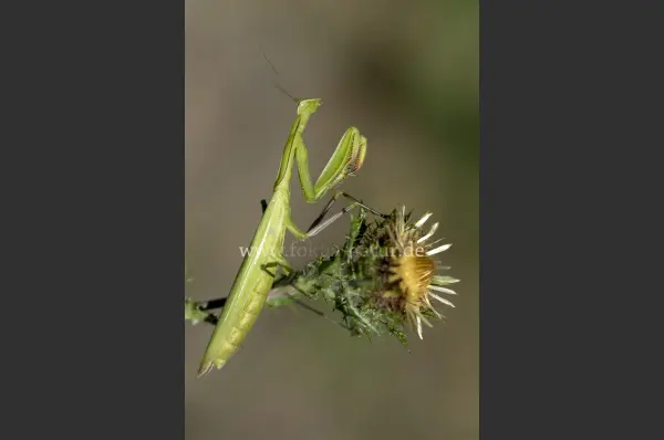 Fokus-Natur Bild