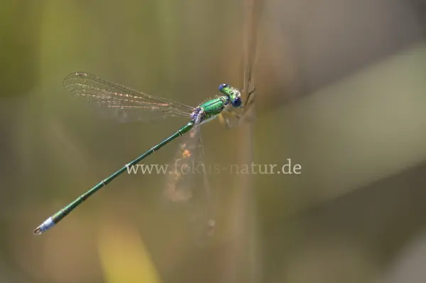 Fokus-Natur Bild
