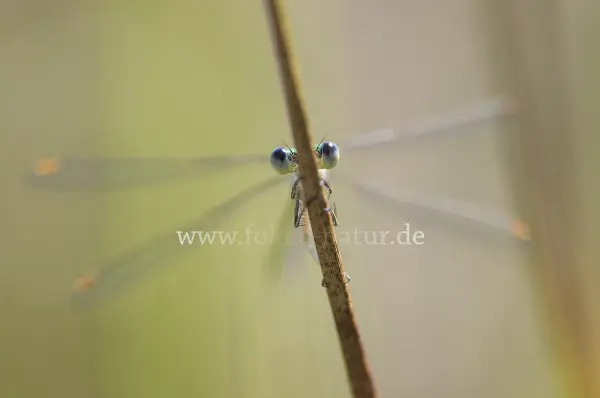 Fokus-Natur Bild