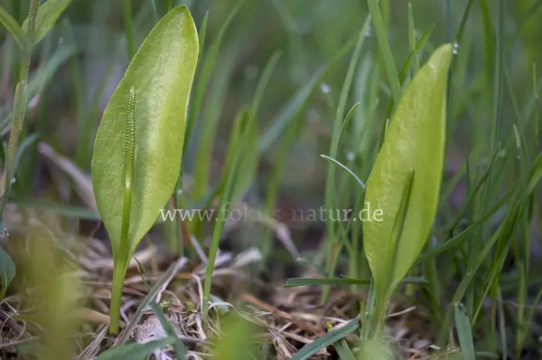 Fokus-Natur Bild