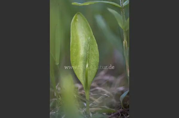 Fokus-Natur Bild