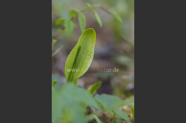 Fokus-Natur Bild