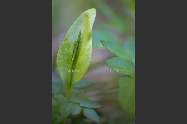 Fokus-Natur Bild