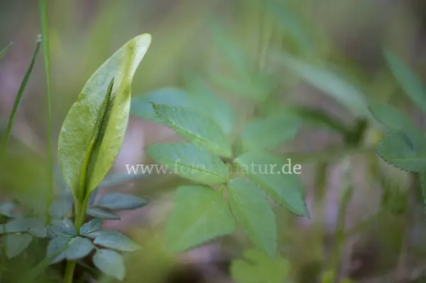 Fokus-Natur Bild