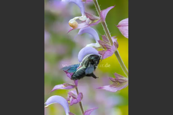 Fokus-Natur Bild
