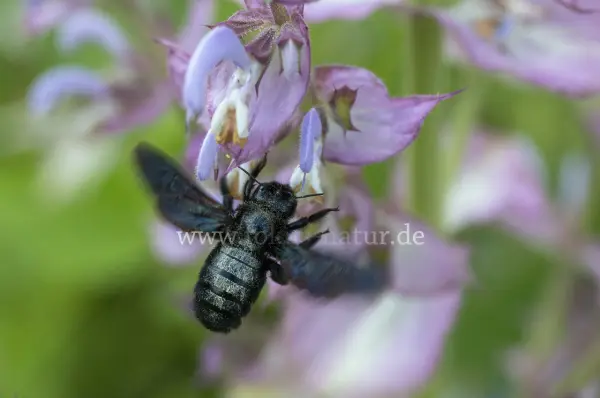 Fokus-Natur Bild