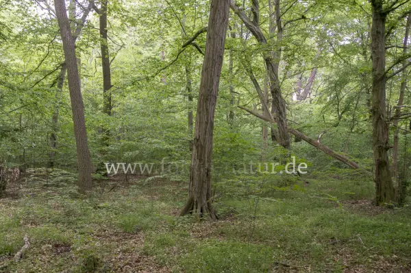 Fokus-Natur Bild