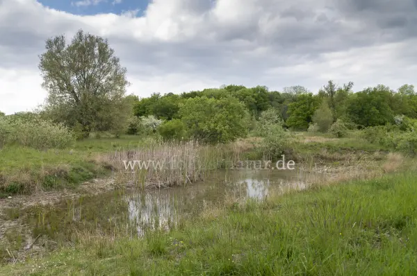 Fokus-Natur Bild