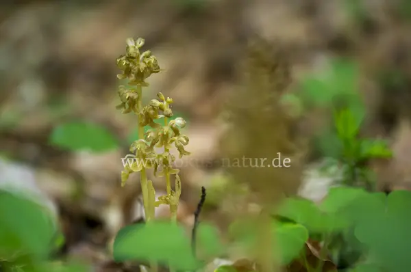 Fokus-Natur Bild