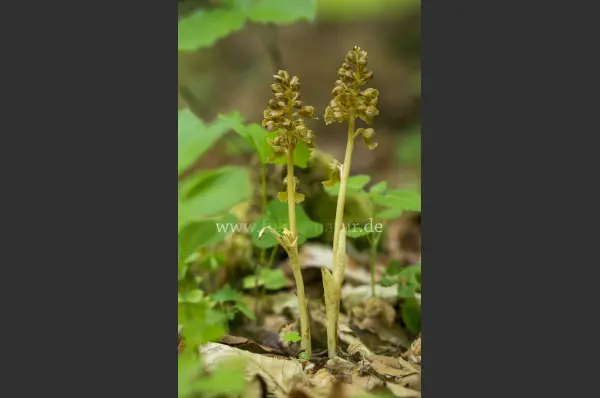 Fokus-Natur Bild