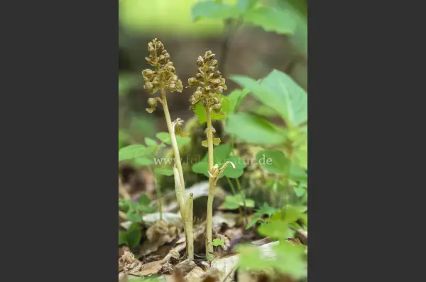 Fokus-Natur Bild
