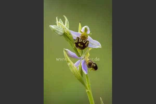 Fokus-Natur Bild