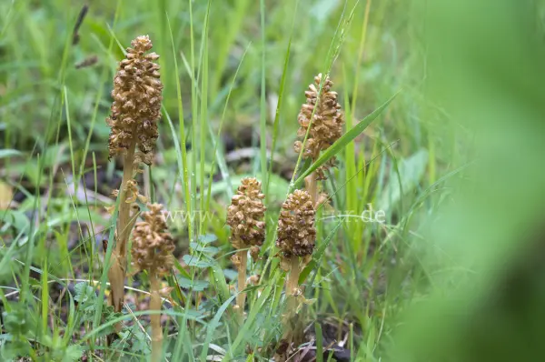 Fokus-Natur Bild