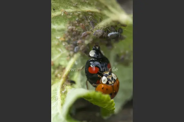 Fokus-Natur Bild