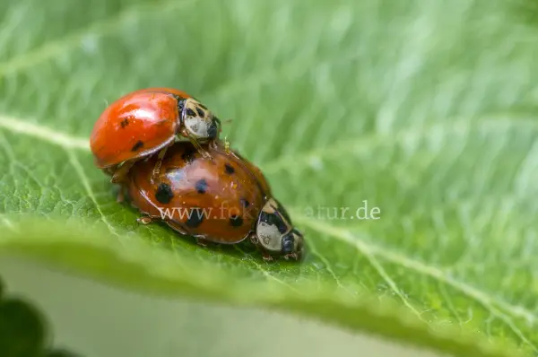 Fokus-Natur Bild