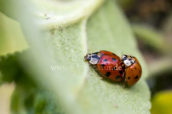 Fokus-Natur Bild