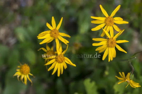 Fokus-Natur Bild
