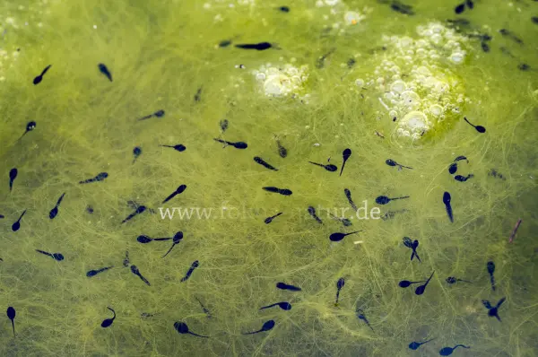 Fokus-Natur Bild