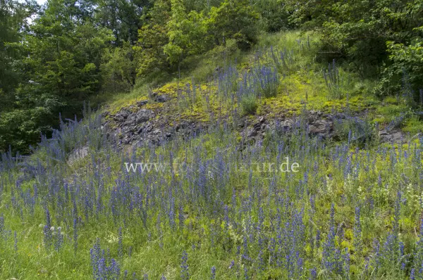 Fokus-Natur Bild