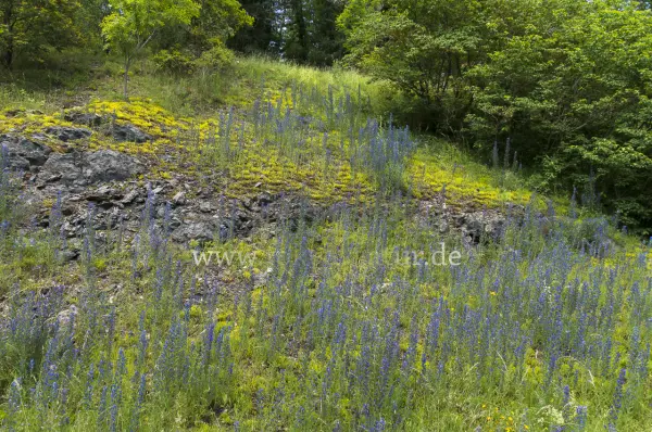 Fokus-Natur Bild