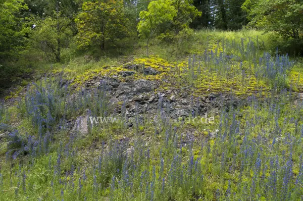 Fokus-Natur Bild