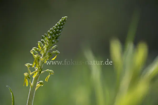 Fokus-Natur Bild