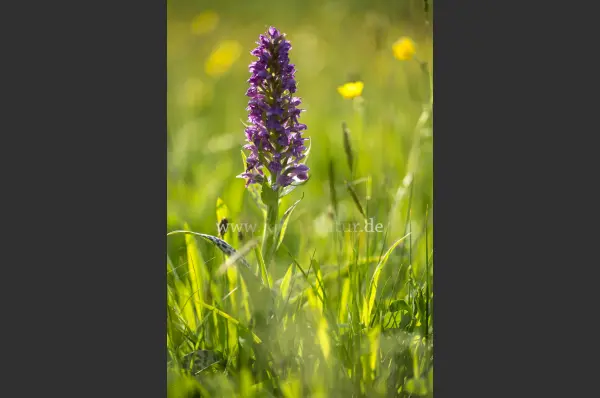 Fokus-Natur Bild