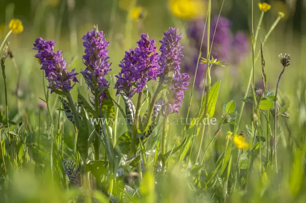 Fokus-Natur Bild