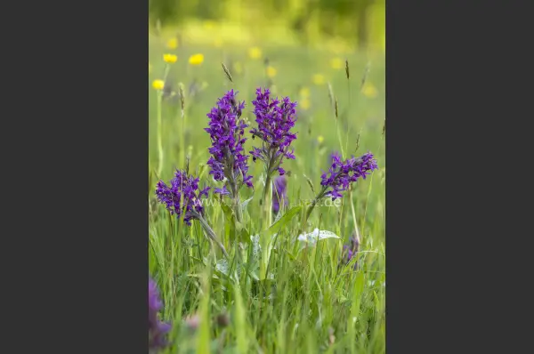 Fokus-Natur Bild
