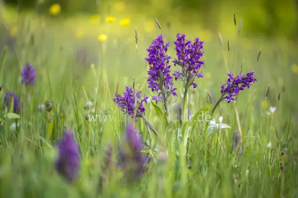 Fokus-Natur Bild