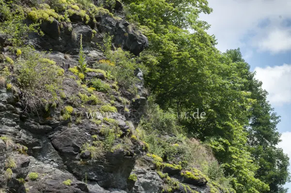 Fokus-Natur Bild