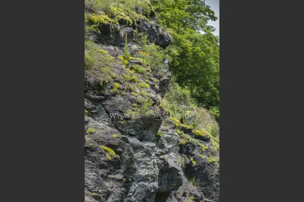 Fokus-Natur Bild