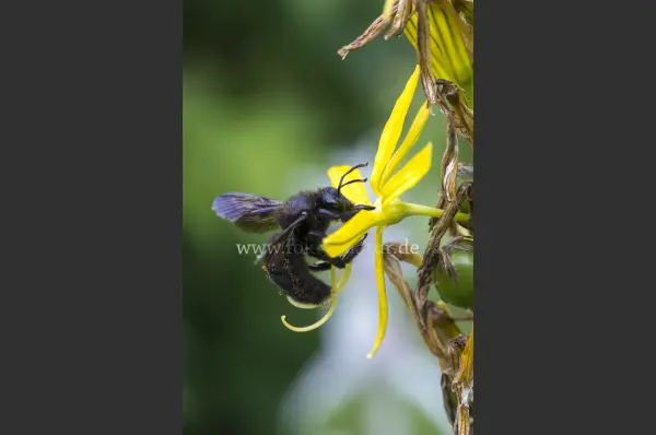 Fokus-Natur Bild