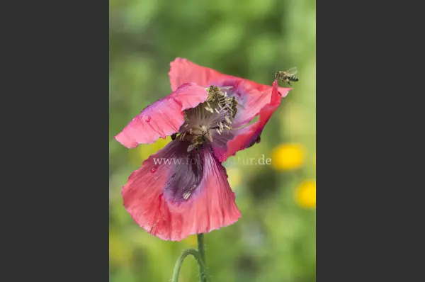 Fokus-Natur Bild