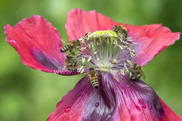 Fokus-Natur Bild