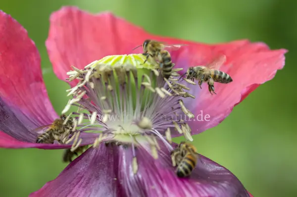 Fokus-Natur Bild