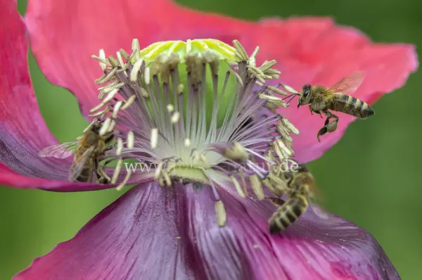 Fokus-Natur Bild