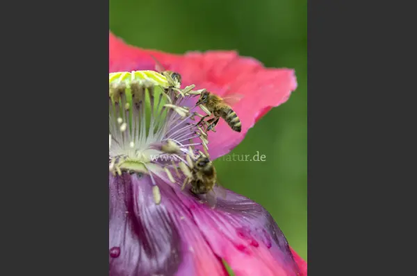 Fokus-Natur Bild