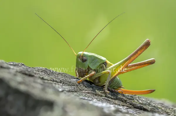Fokus-Natur Bild