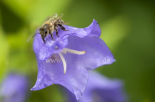 Fokus-Natur Bild