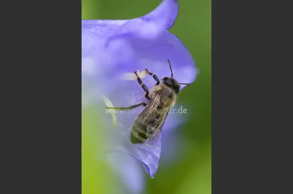 Fokus-Natur Bild