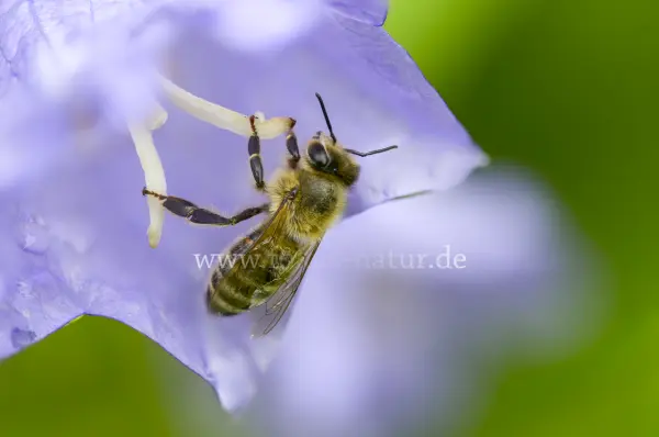 Fokus-Natur Bild