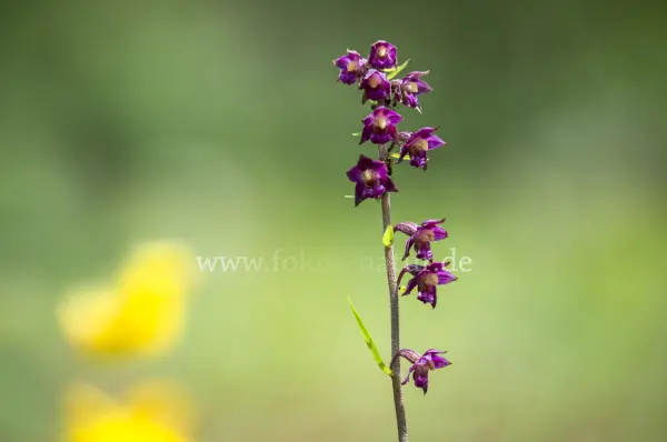 Fokus-Natur Bild