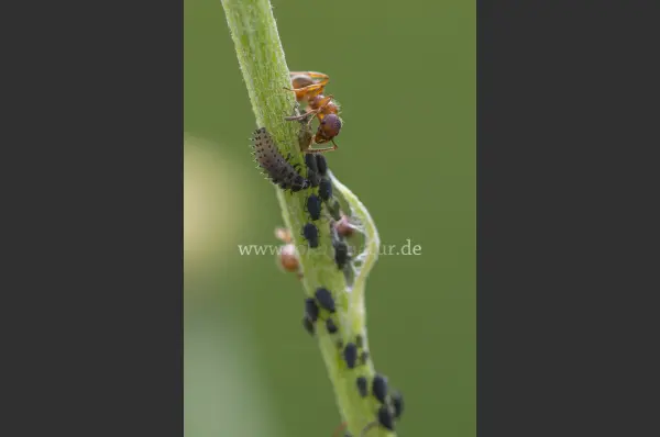 Fokus-Natur Bild