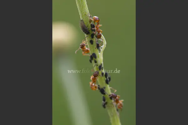 Fokus-Natur Bild